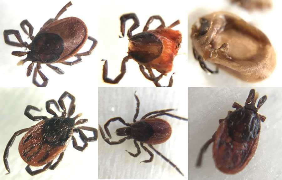 Ticks with Anaplsma