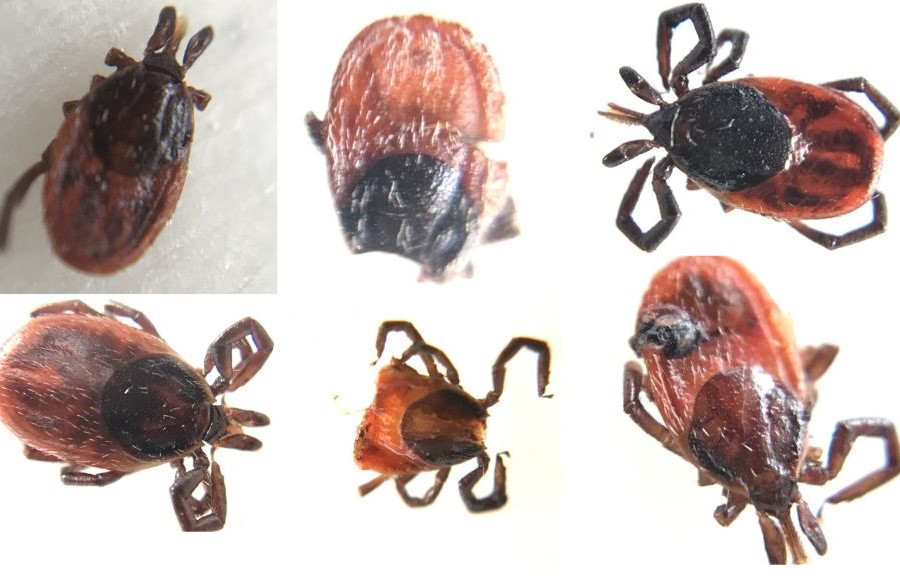 Hard Tick Relapsing Fever in ticks