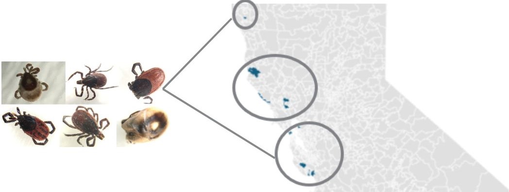 Lyme disease in California