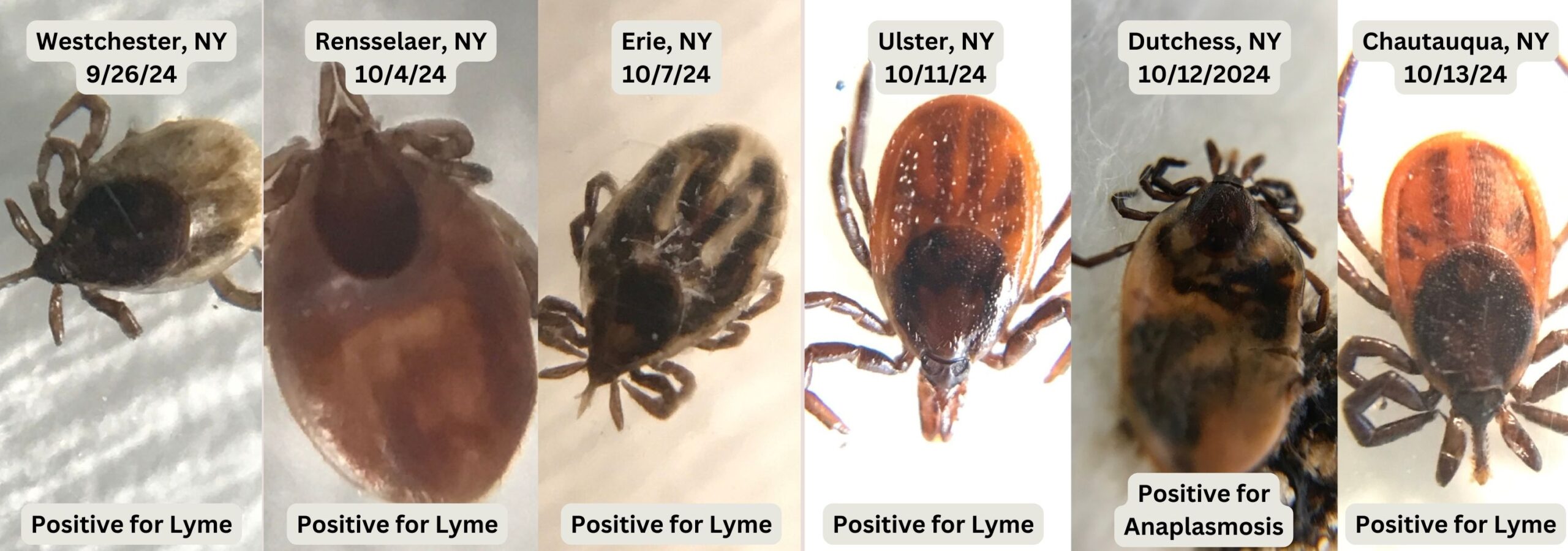 Lyme disease infected deer ticks from New York identified by Ticknology.